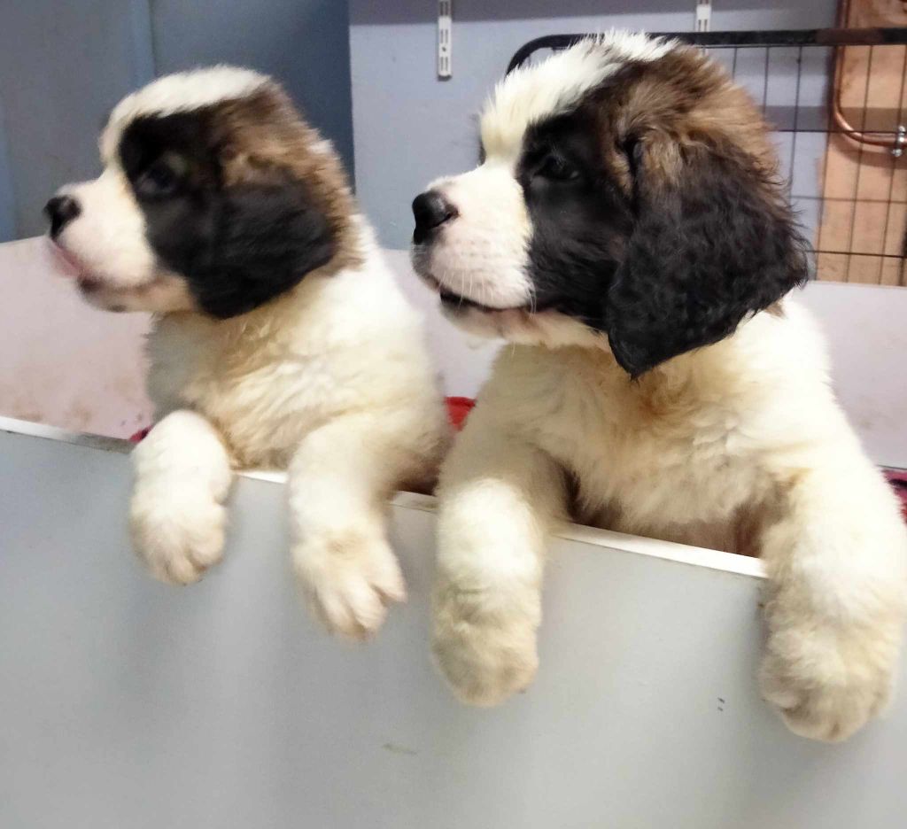 chiot Chien du Saint-Bernard de la ferme de Terranova