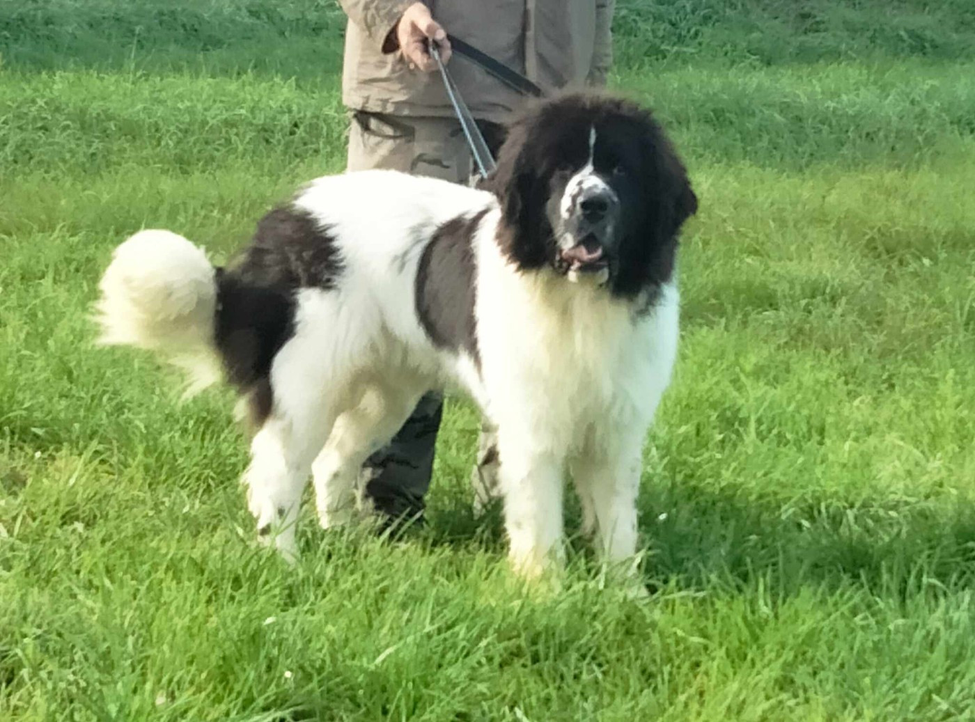 Tiguan de la ferme de Terranova