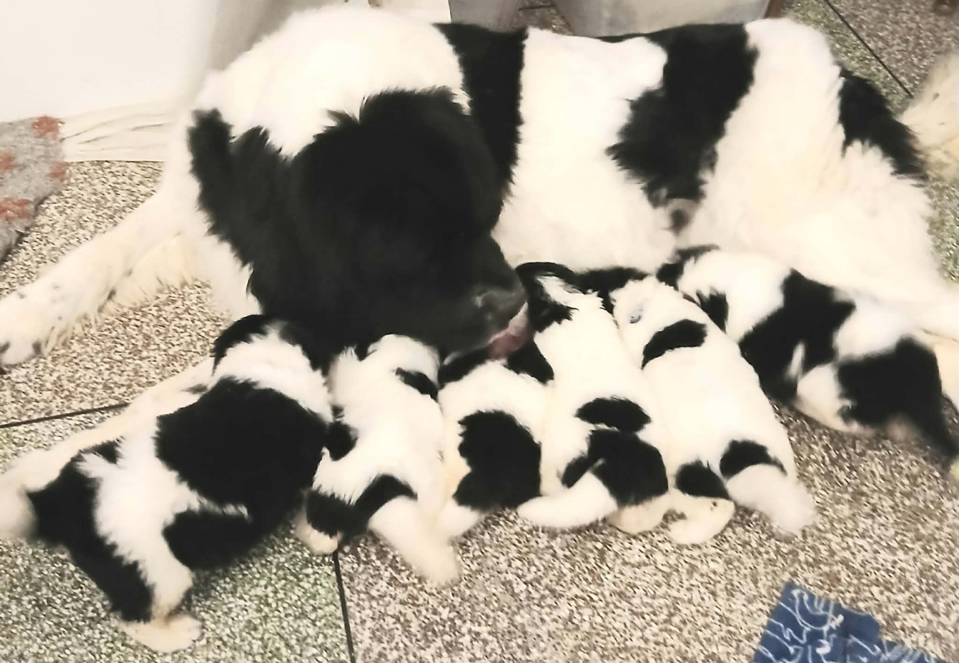 CHIOTS NOIR ET BLANC BIENTOT DISPONIBLES