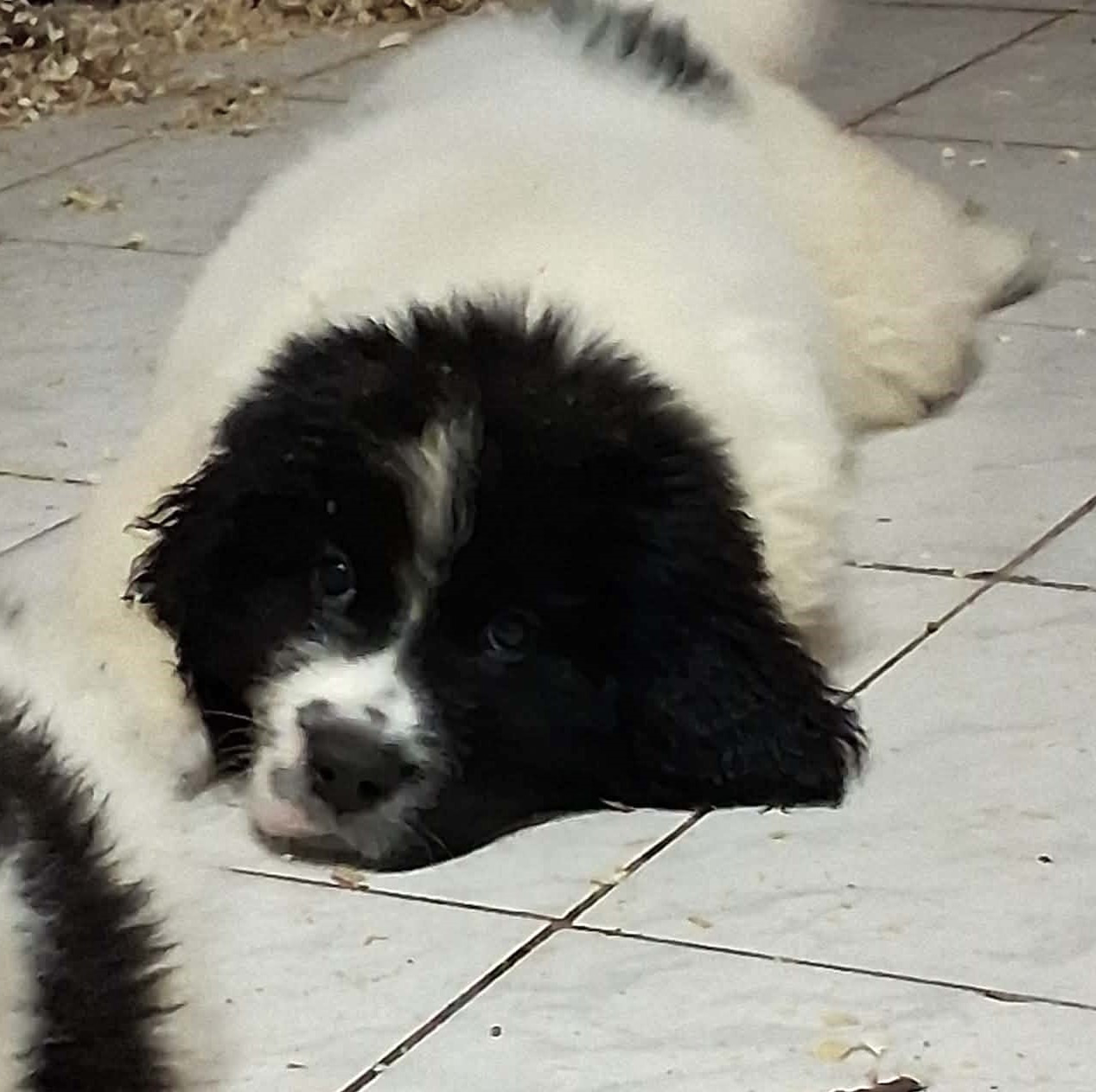 1 FIFILLE DISPONIBLES LOF PUCEES VACCINEE ET EN BS
