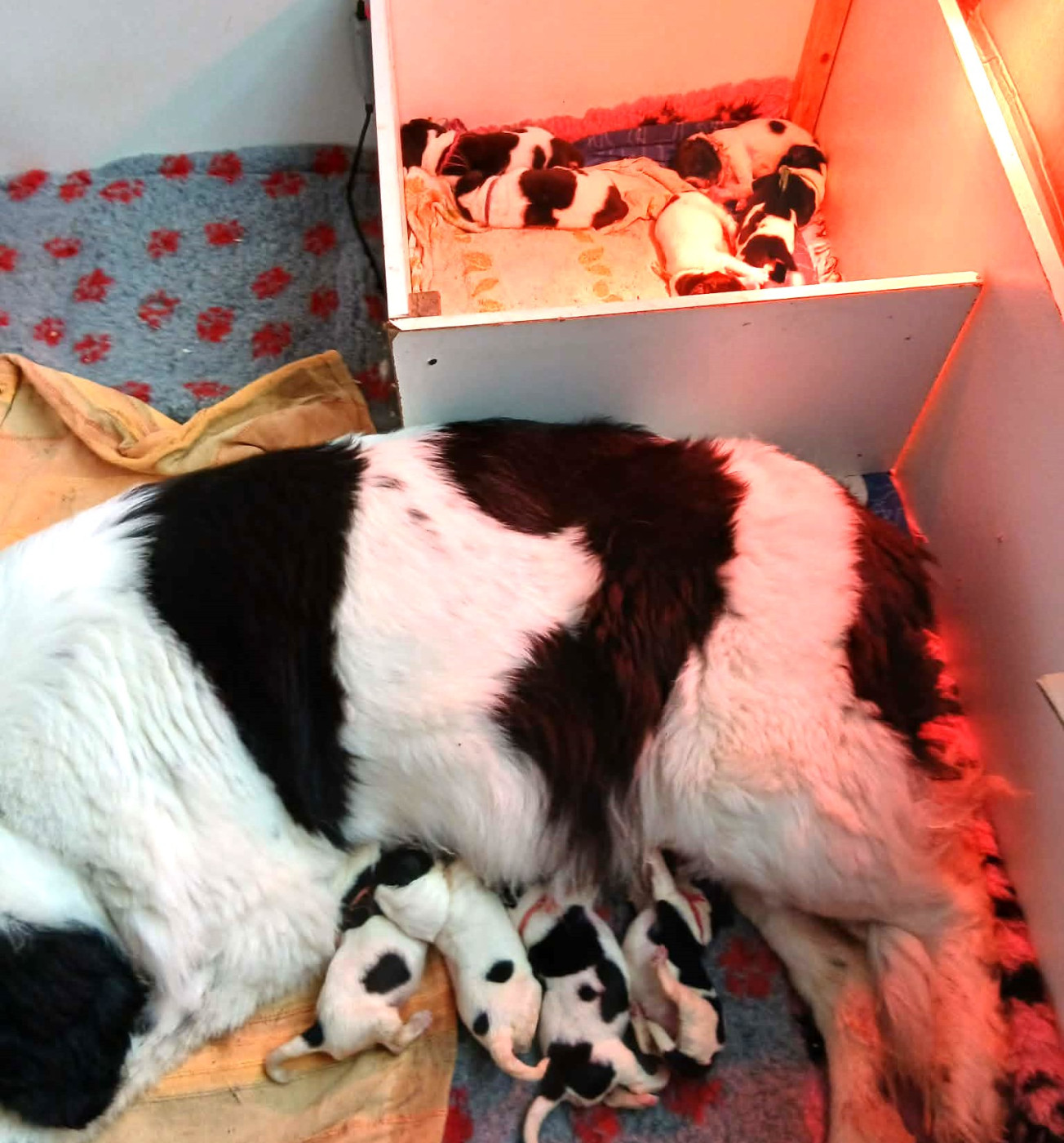 Chiot Terre-neuve de la ferme de Terranova