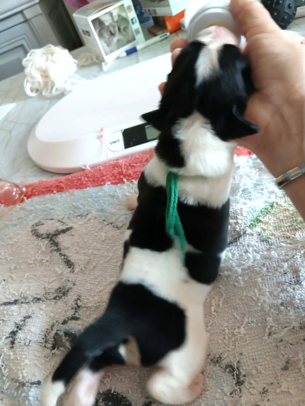 de la ferme de Terranova - Chiots disponibles - Terre-neuve