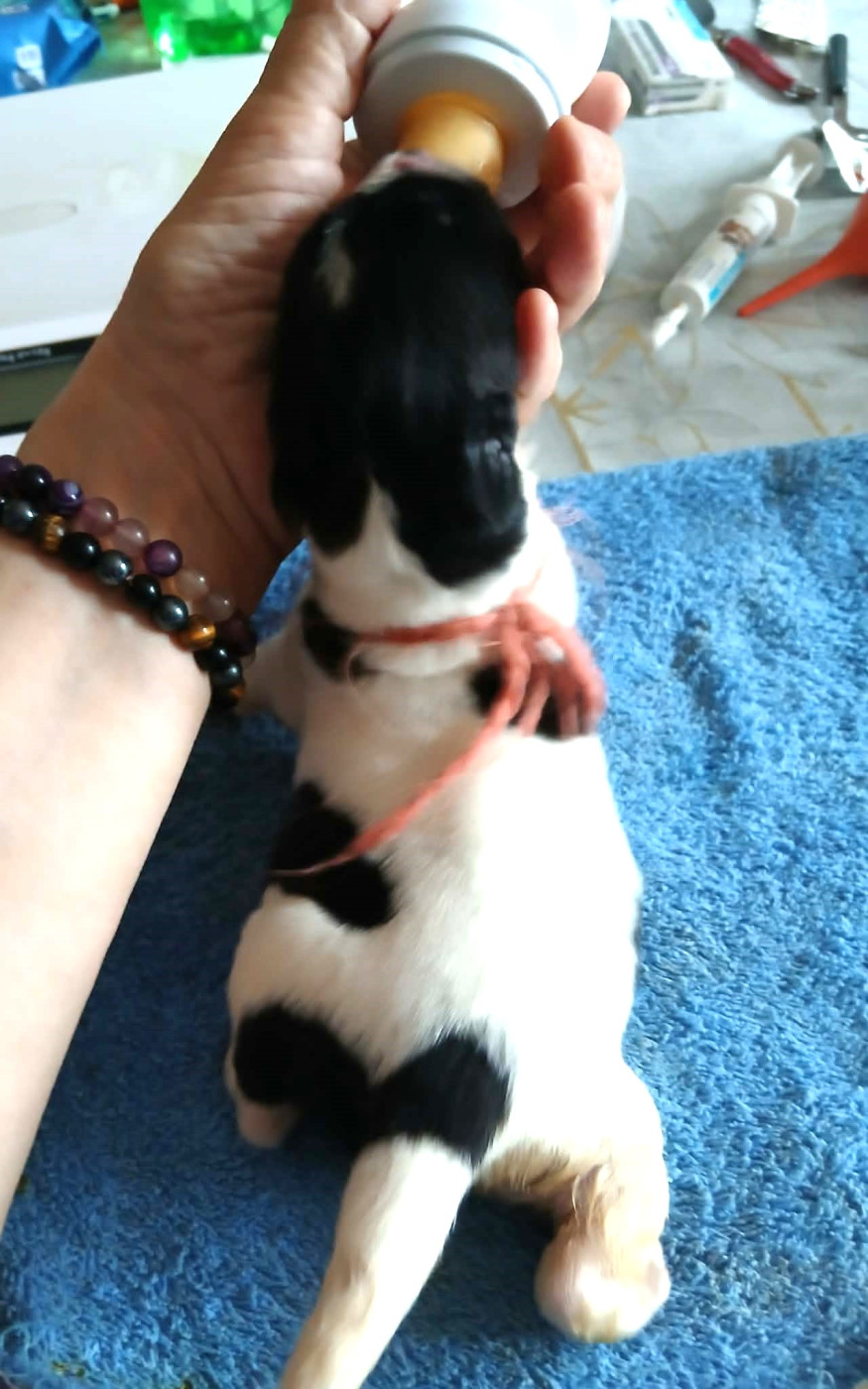 de la ferme de Terranova - Chiots disponibles - Terre-neuve