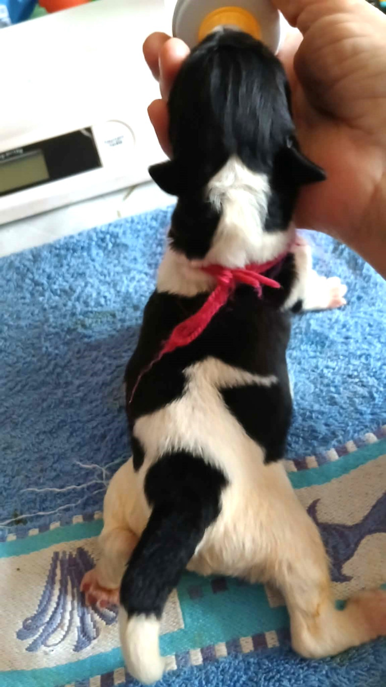 de la ferme de Terranova - Chiots disponibles - Terre-neuve