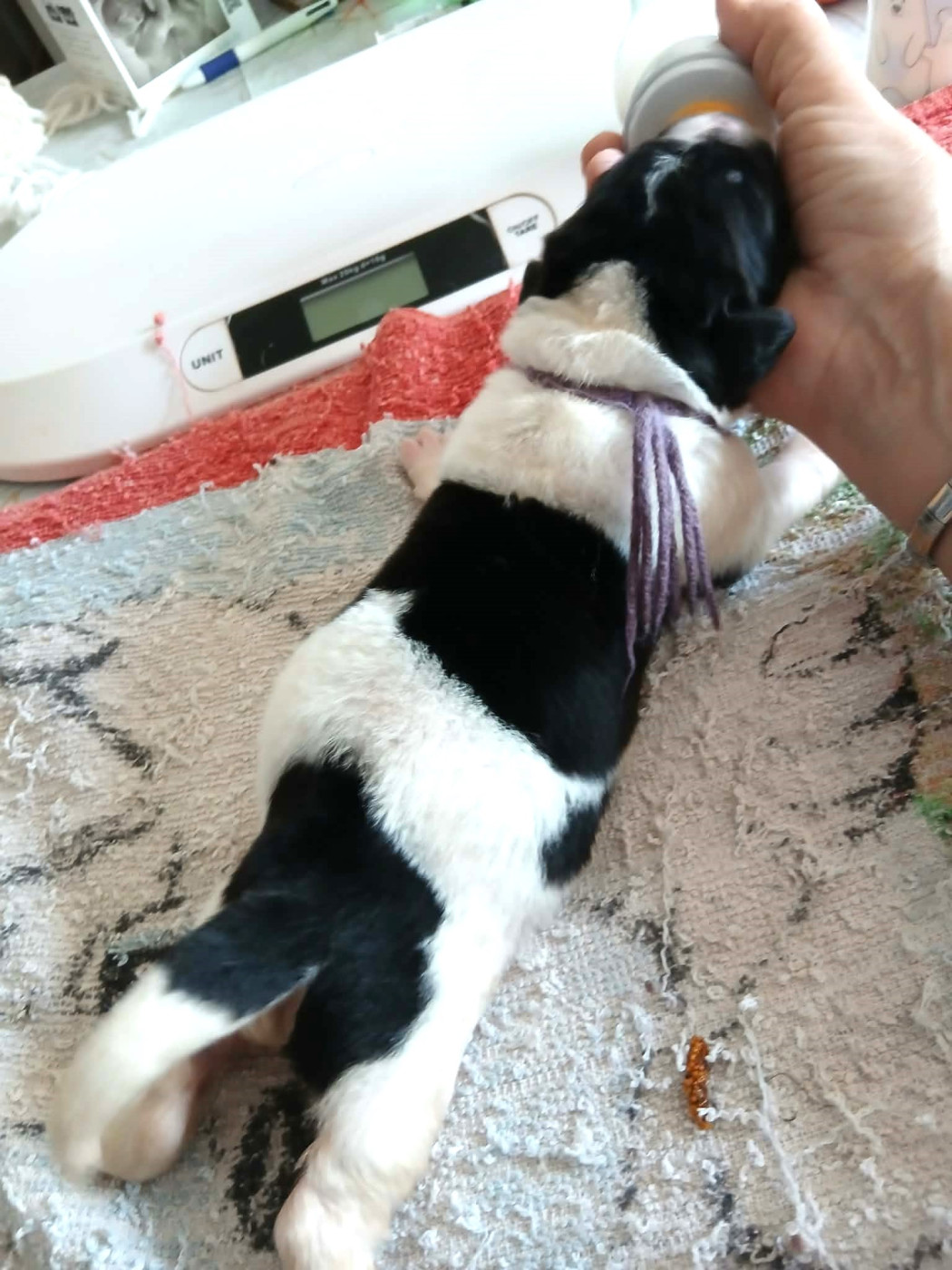 de la ferme de Terranova - Chiots disponibles - Terre-neuve