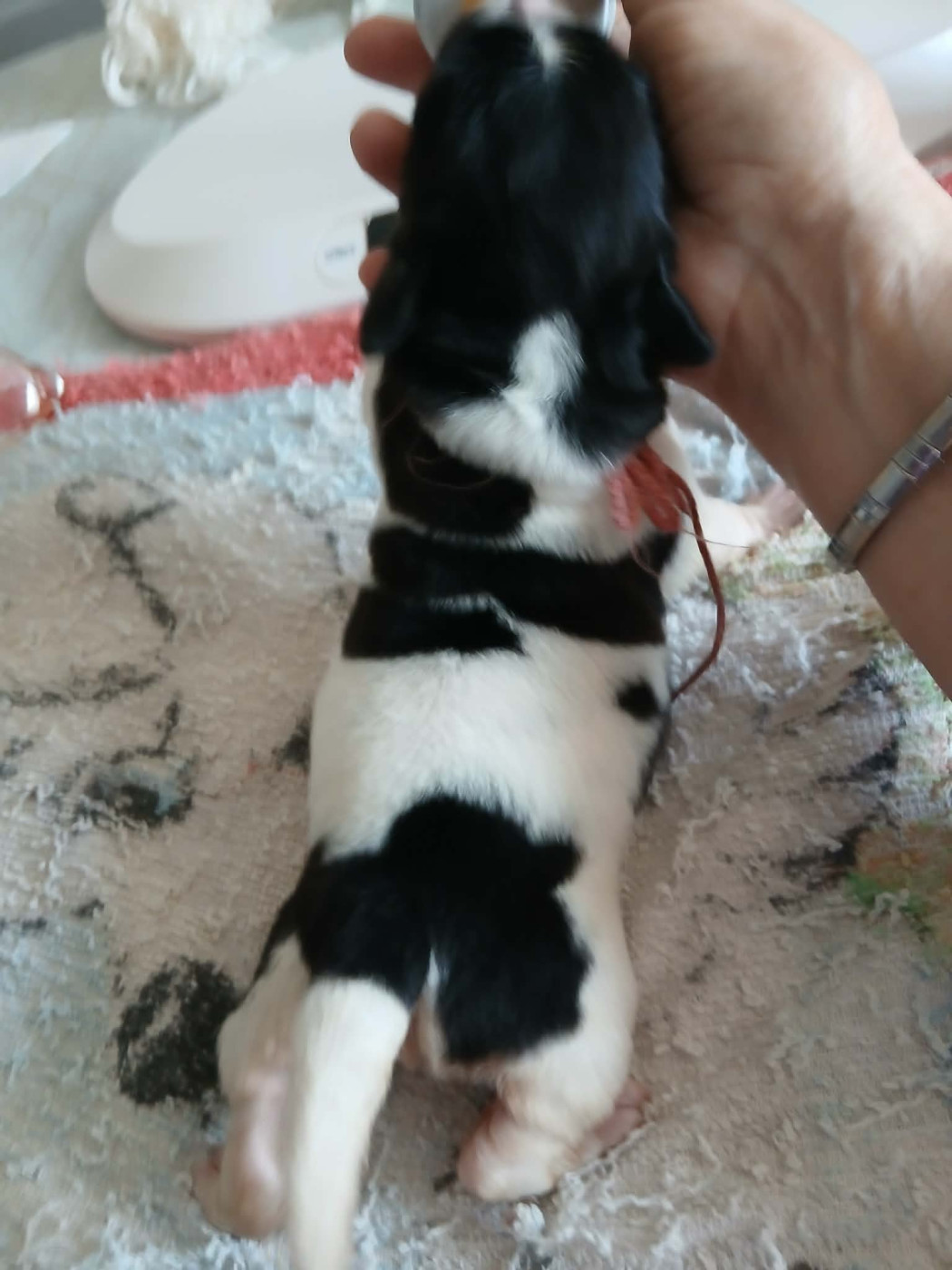 de la ferme de Terranova - Chiots disponibles - Terre-neuve