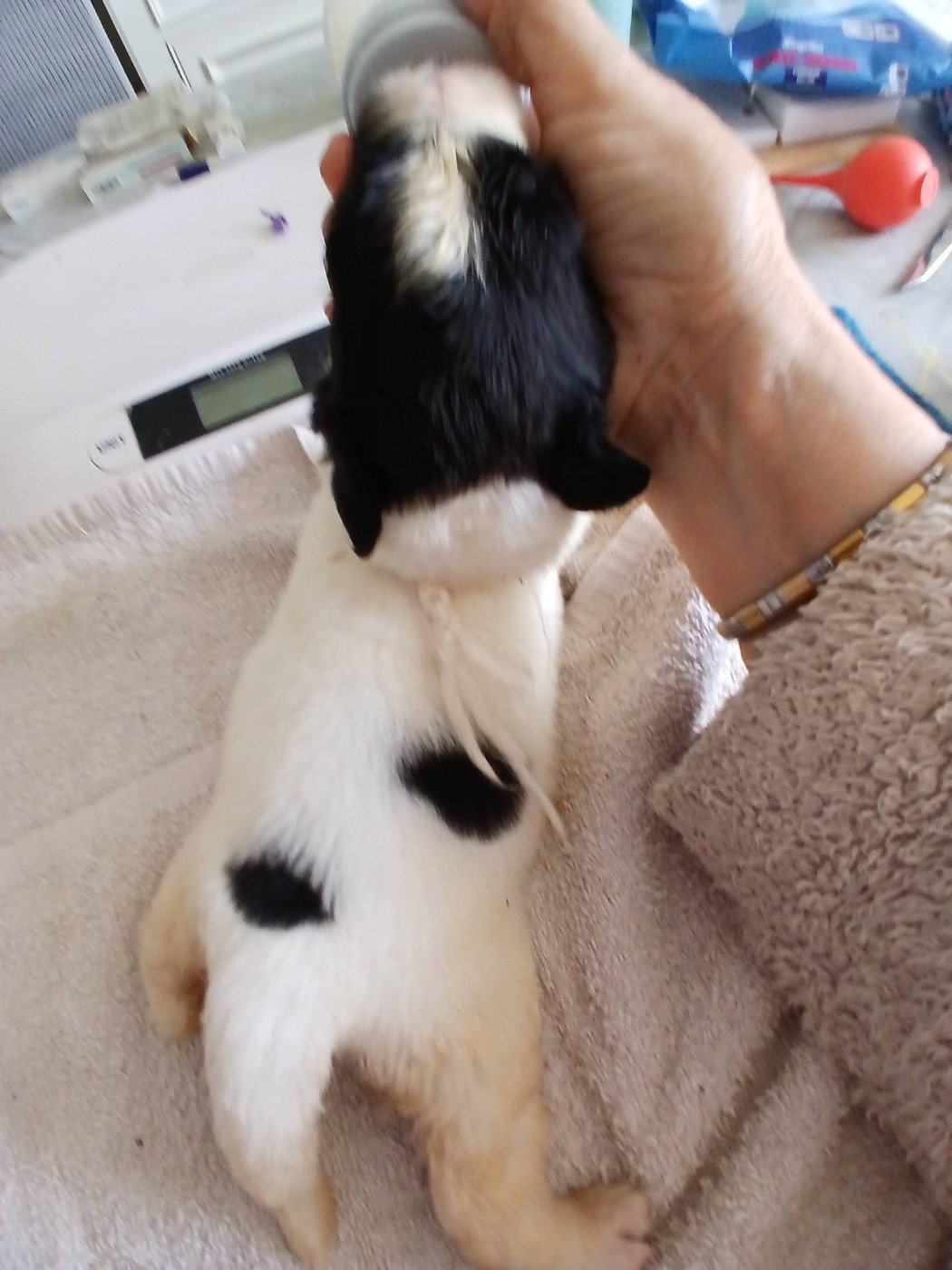 de la ferme de Terranova - Chiots disponibles - Terre-neuve