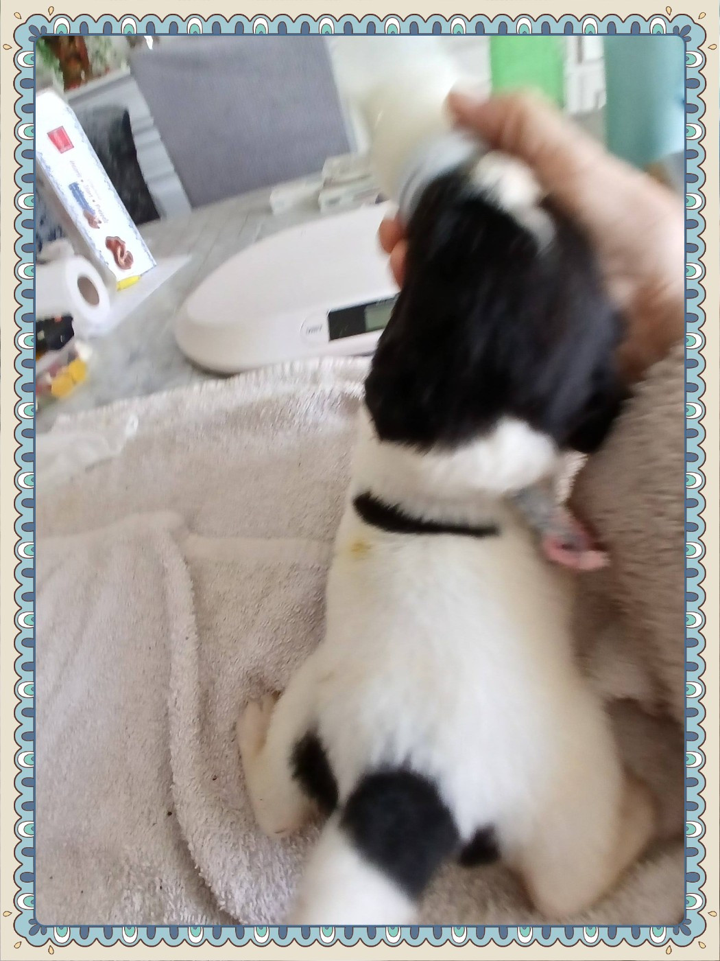 de la ferme de Terranova - Chiots disponibles - Terre-neuve