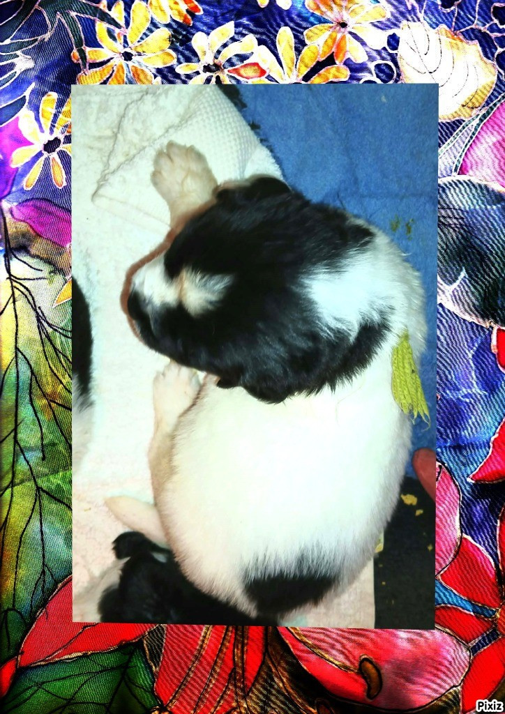 de la ferme de Terranova - Chiots disponibles - Terre-neuve