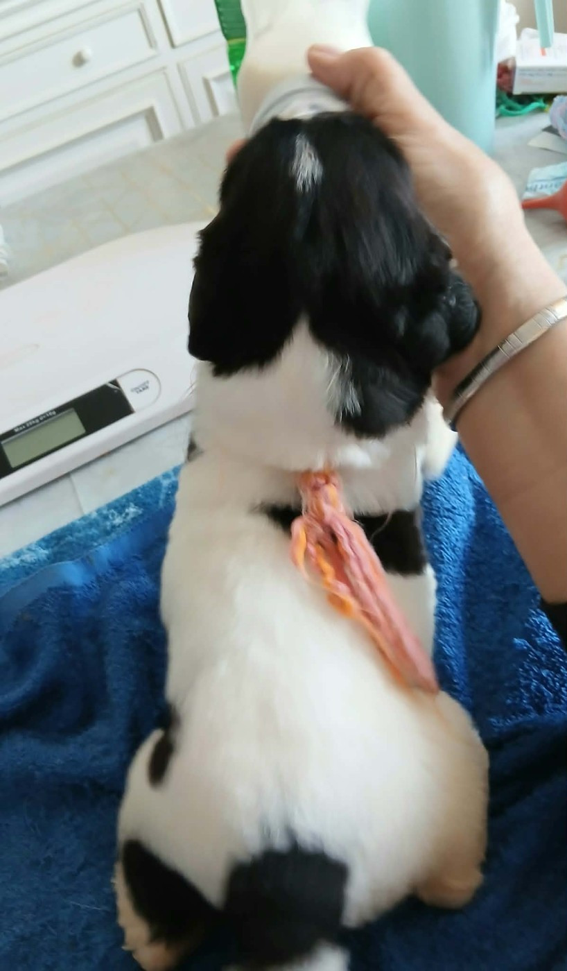 de la ferme de Terranova - Chiots disponibles - Terre-neuve