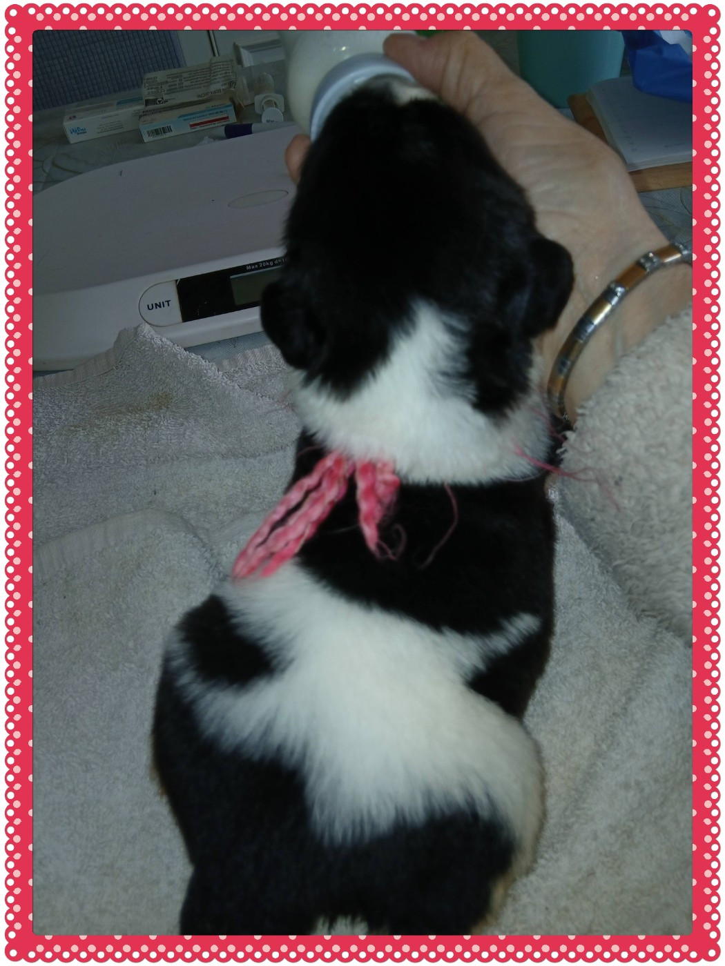 de la ferme de Terranova - Chiots disponibles - Terre-neuve