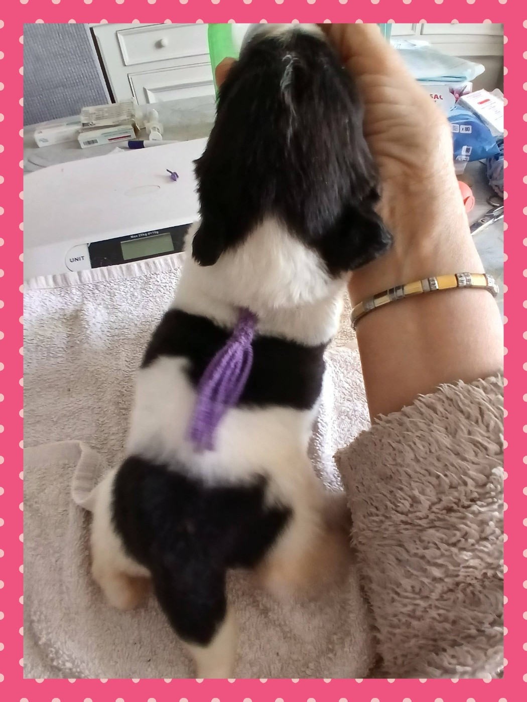 de la ferme de Terranova - Chiots disponibles - Terre-neuve