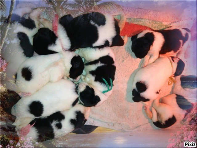 de la ferme de Terranova - Chiots disponibles - Terre-neuve
