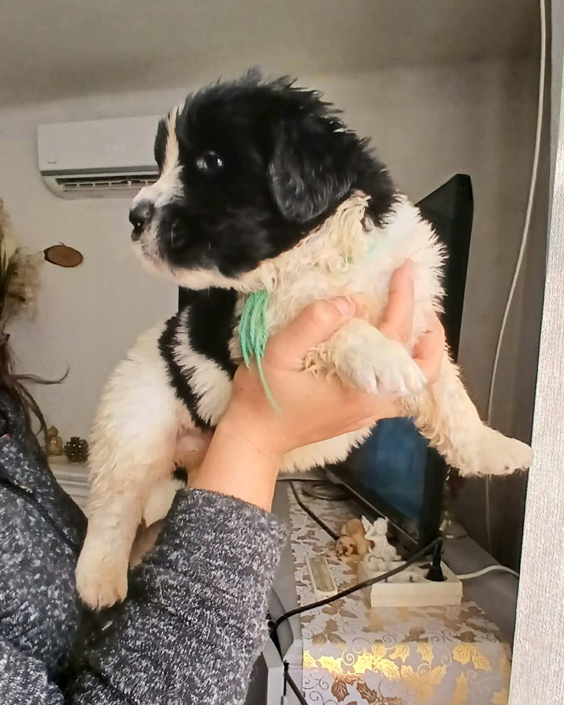 de la ferme de Terranova - Chiots disponibles - Terre-neuve