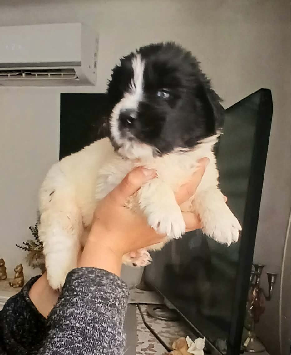 de la ferme de Terranova - Chiots disponibles - Terre-neuve