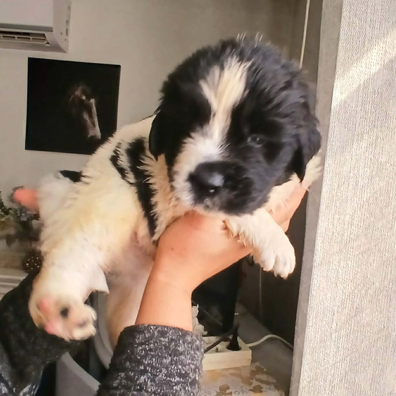 de la ferme de Terranova - Chiots disponibles - Terre-neuve