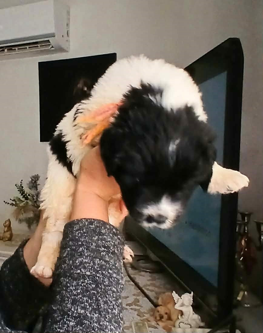 de la ferme de Terranova - Chiots disponibles - Terre-neuve