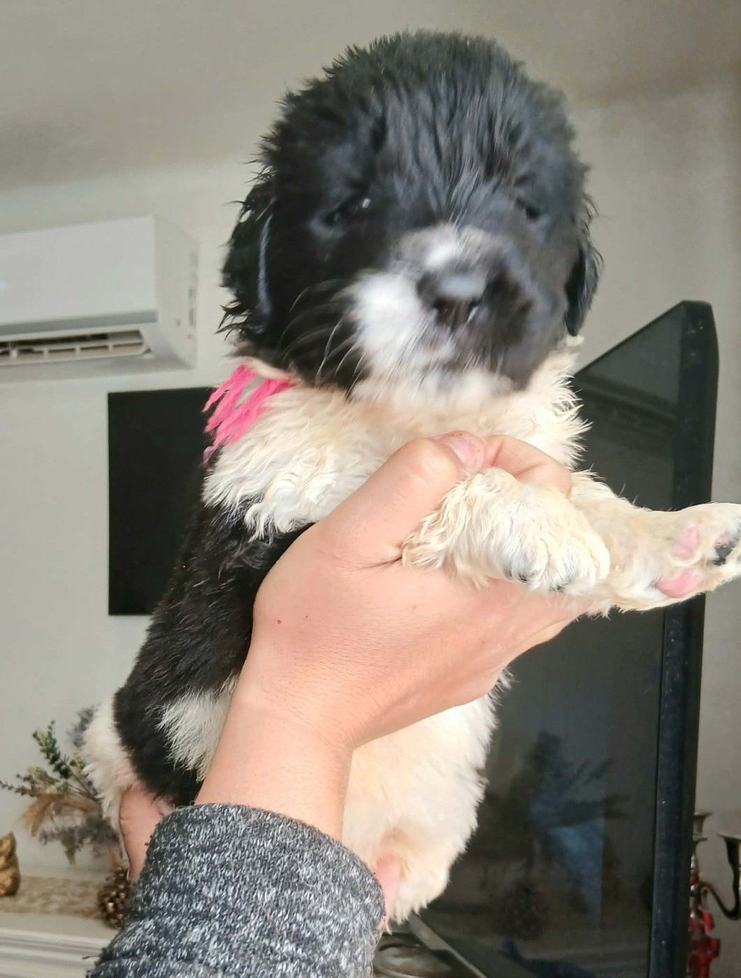 de la ferme de Terranova - Chiots disponibles - Terre-neuve