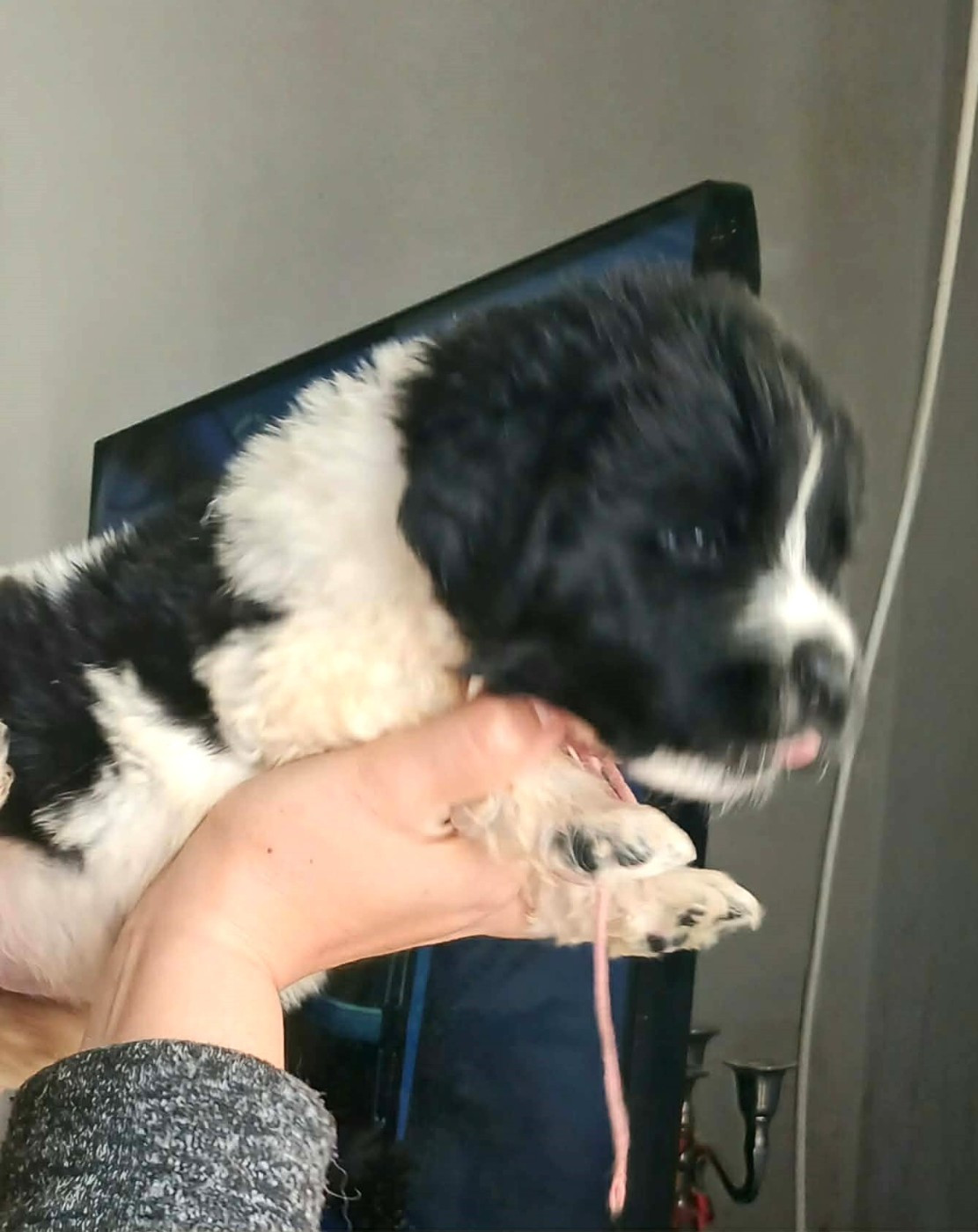 de la ferme de Terranova - Chiots disponibles - Terre-neuve