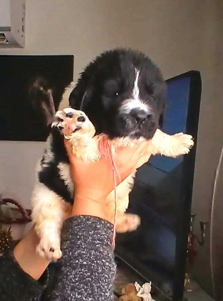 de la ferme de Terranova - Chiots disponibles - Terre-neuve