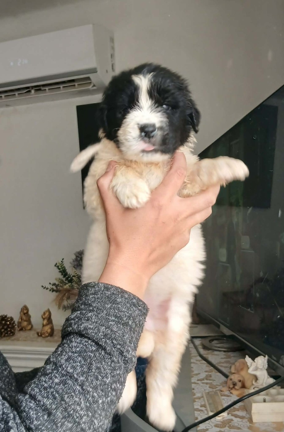 de la ferme de Terranova - Chiots disponibles - Terre-neuve