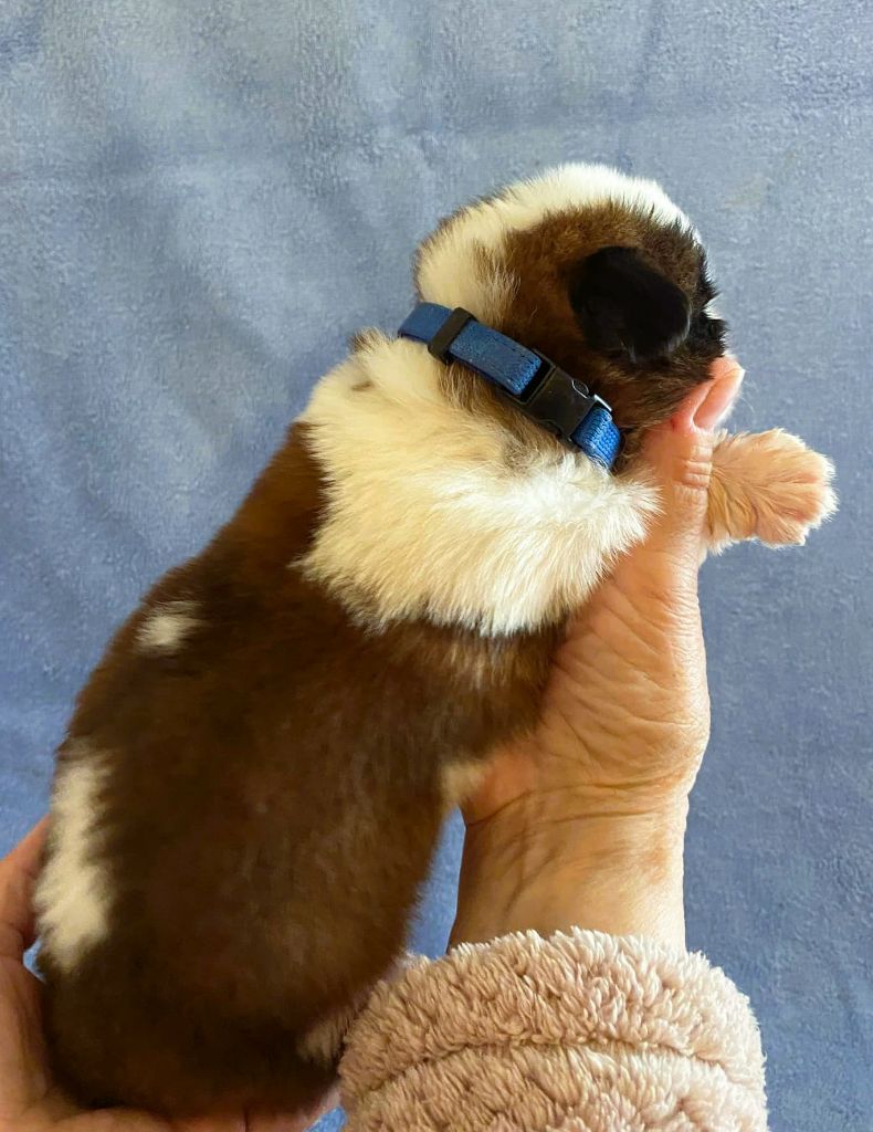 de la ferme de Terranova - Chiots disponibles - Chien du Saint-Bernard