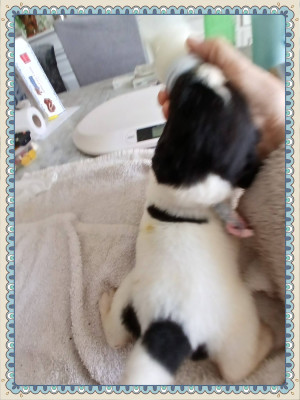 COLLIER BLEU Chiot N°2