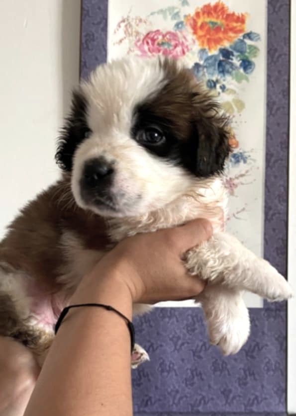 de la ferme de Terranova - Chiots disponibles - Chien du Saint-Bernard