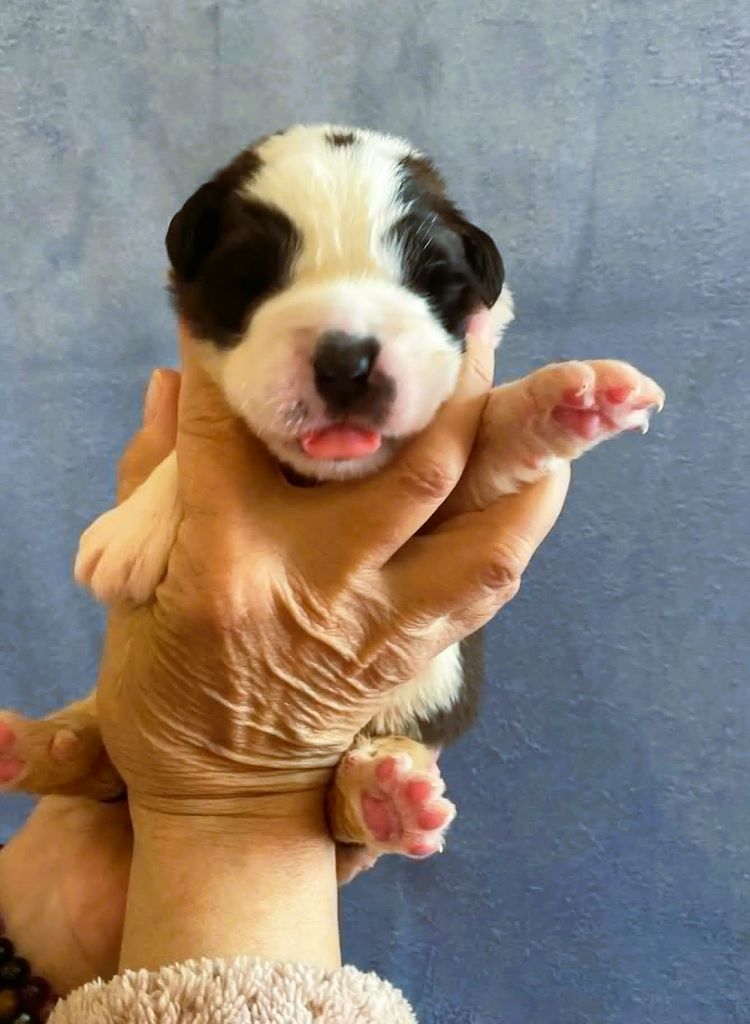 de la ferme de Terranova - Chiots disponibles - Chien du Saint-Bernard
